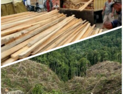 Illegal logging Yang Merajalelah di Kabupaten Donggala Sulawesi Tengah