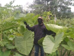 Budidaya Talas Beneng sangat Menjanjikan Petani.