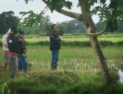 ‍Usai Pasang Papan Bicara,Lahadi Kini Tanam Padi, Dalam Pengawasan LSM LABRAKI