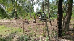 Lahan KopDes Desa   pesuloang  mulai  dibersikan” Najib, harap mendukung peningkatan perekonomian desa dan masyarakat